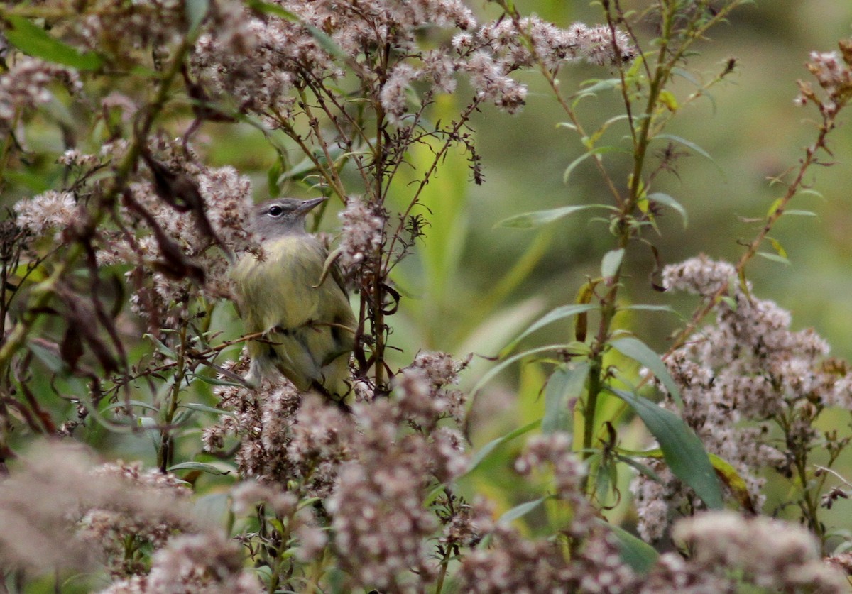 Orange-crowned Warbler (Gray-headed) - ML37810721