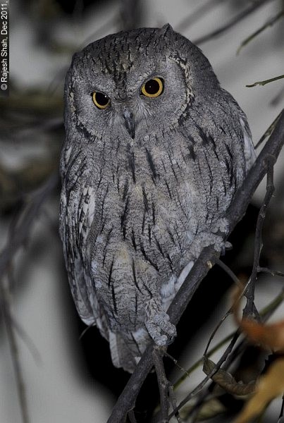 Pallid Scops-Owl - Rajesh Shah