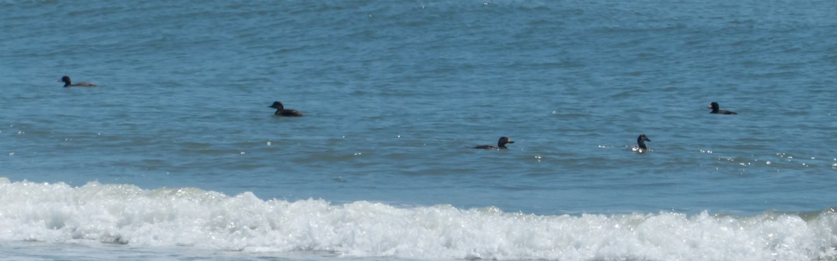 Black Scoter - ML37810901