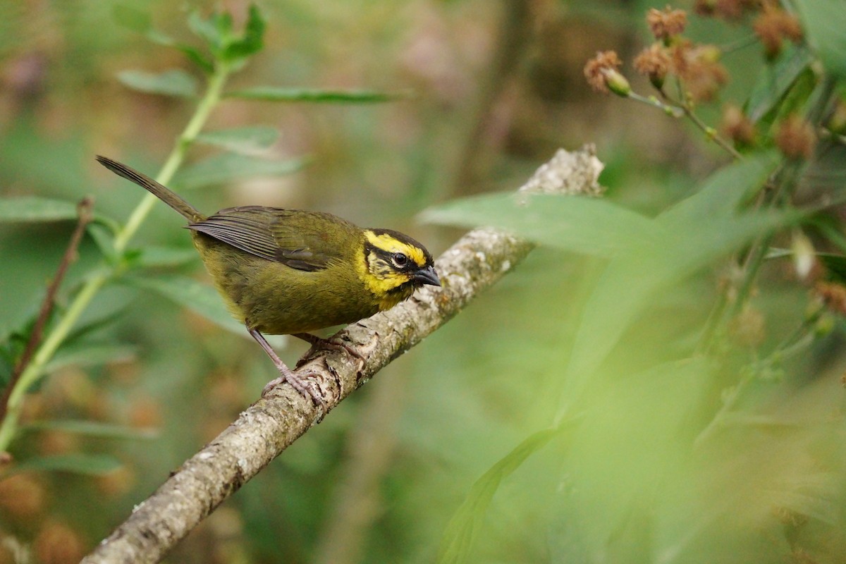 Yellow-striped Brushfinch - ML378109861