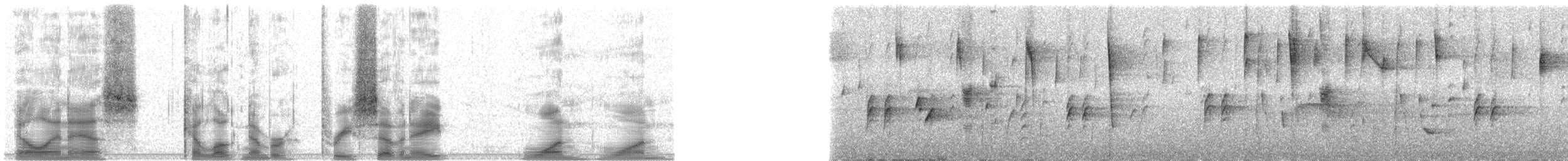 Lesser Antillean Euphonia - ML37811