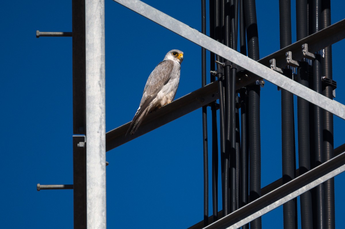 Gray Falcon - ML378110301