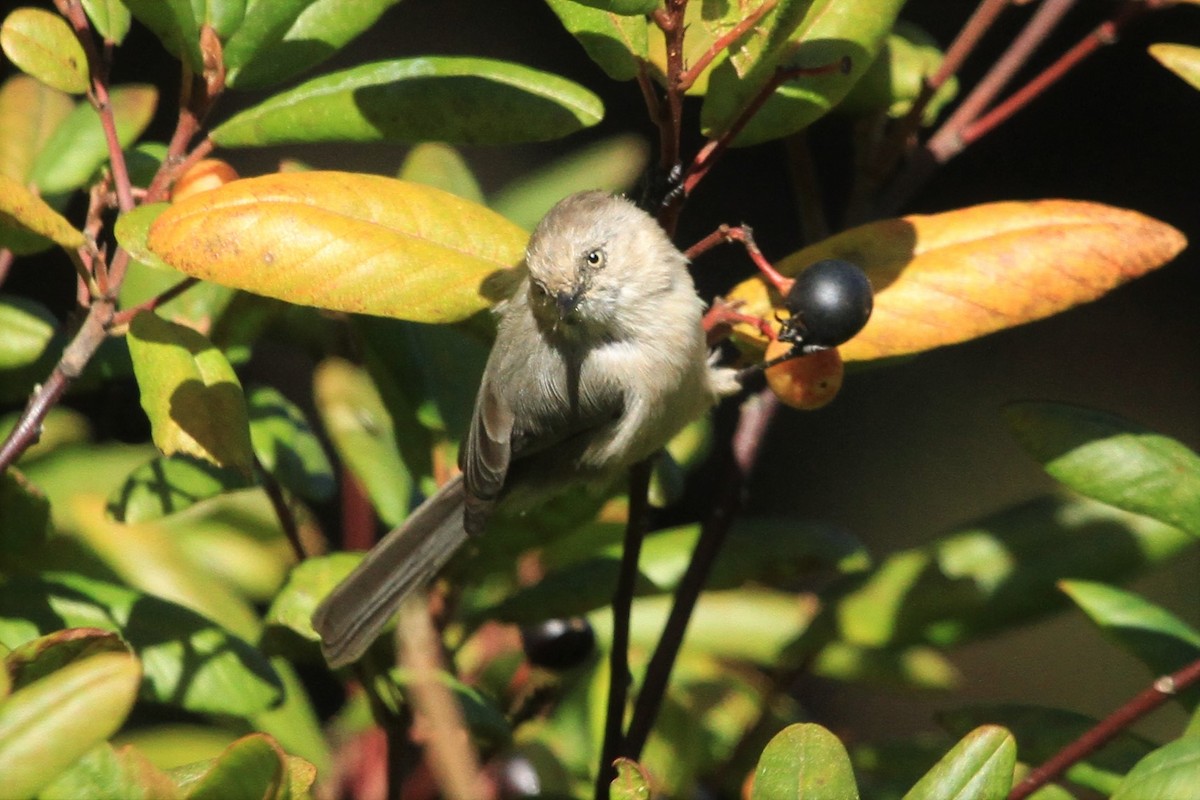 Bushtit - Kent Forward