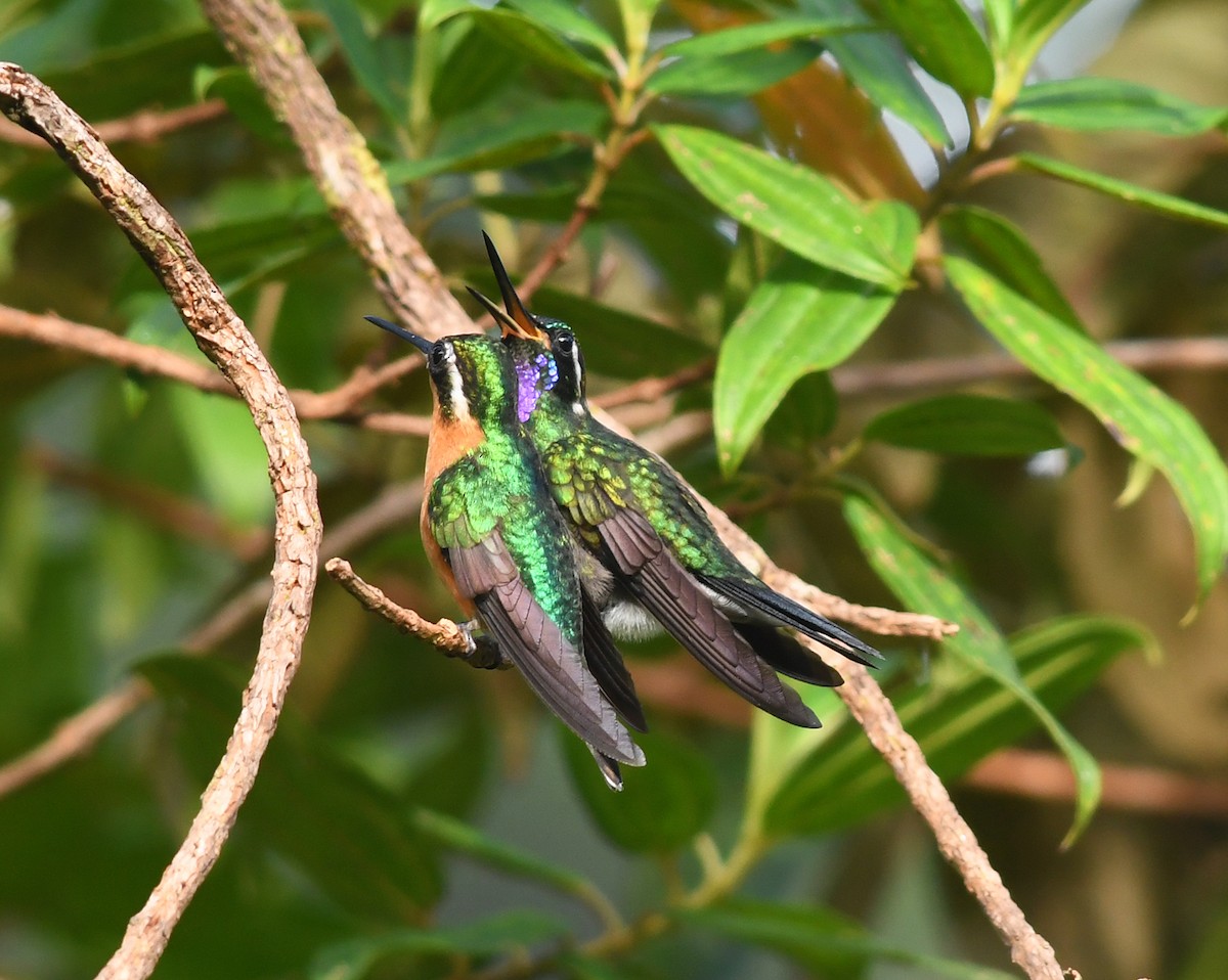 Purple-throated Mountain-gem - Joshua Vandermeulen