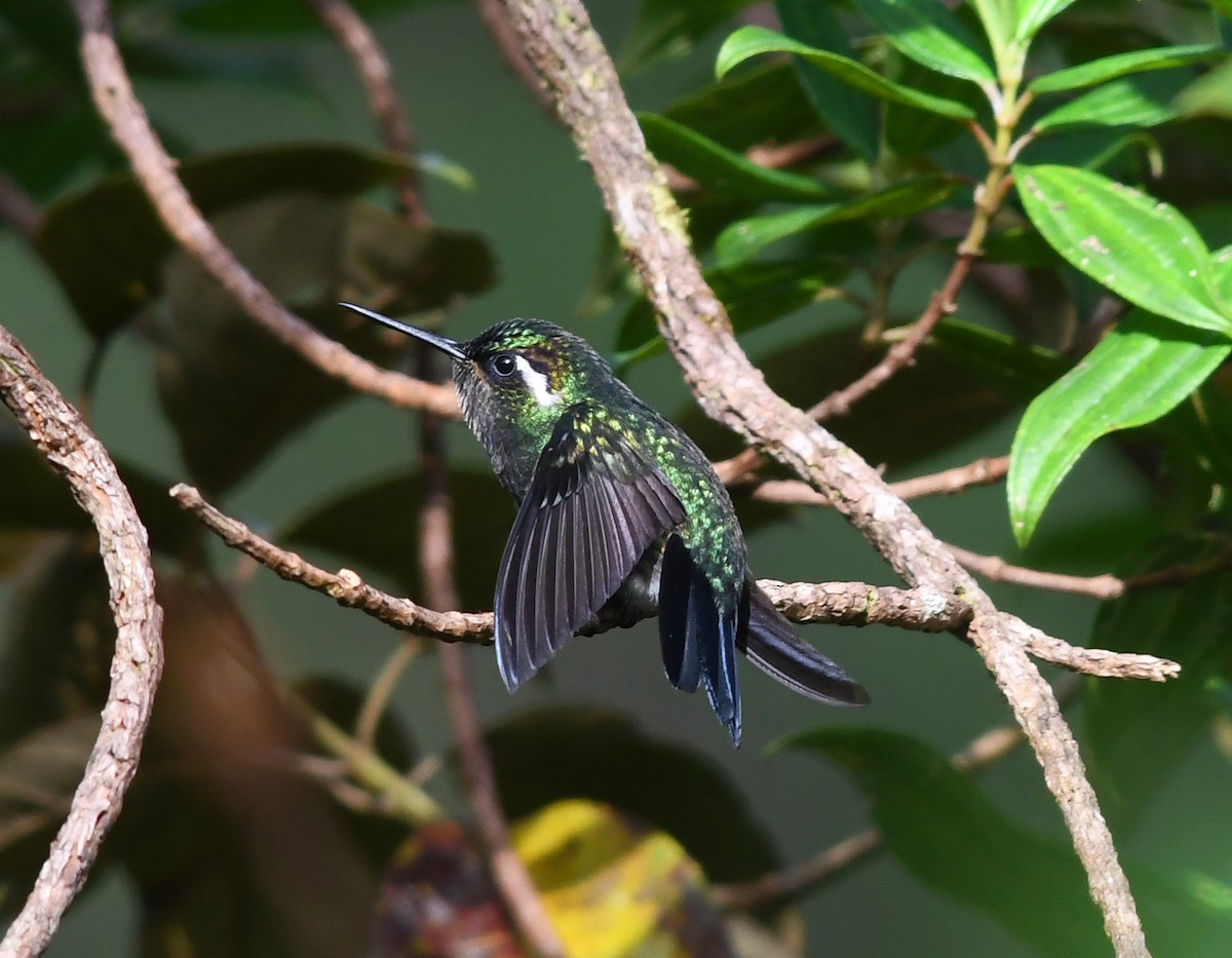 Purple-throated Mountain-gem - Joshua Vandermeulen