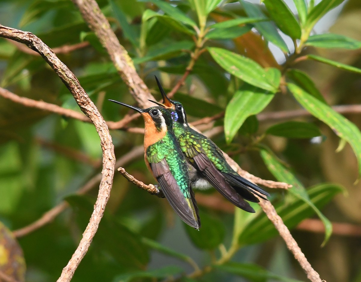 Purple-throated Mountain-gem - Joshua Vandermeulen