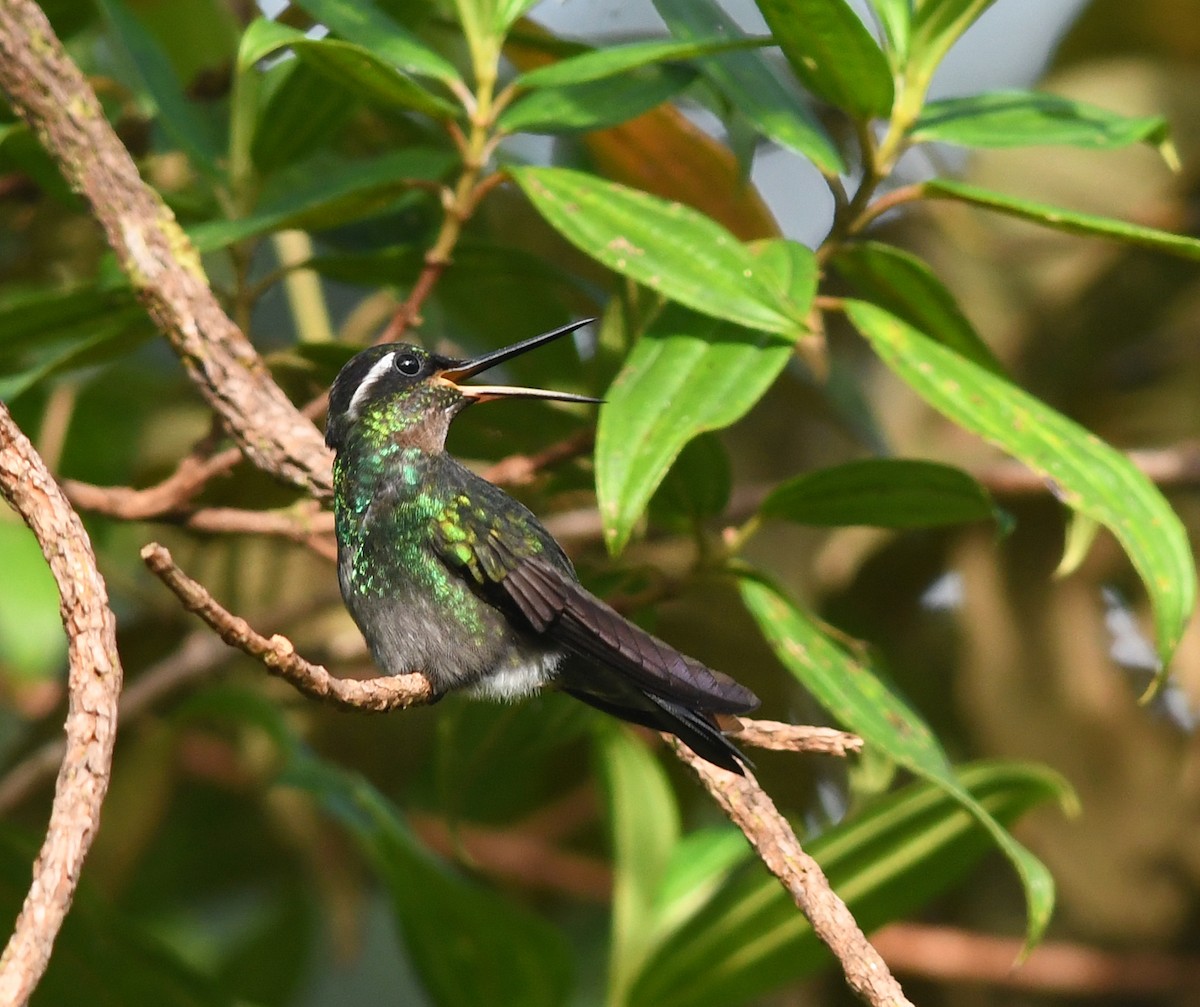 Purple-throated Mountain-gem - Joshua Vandermeulen