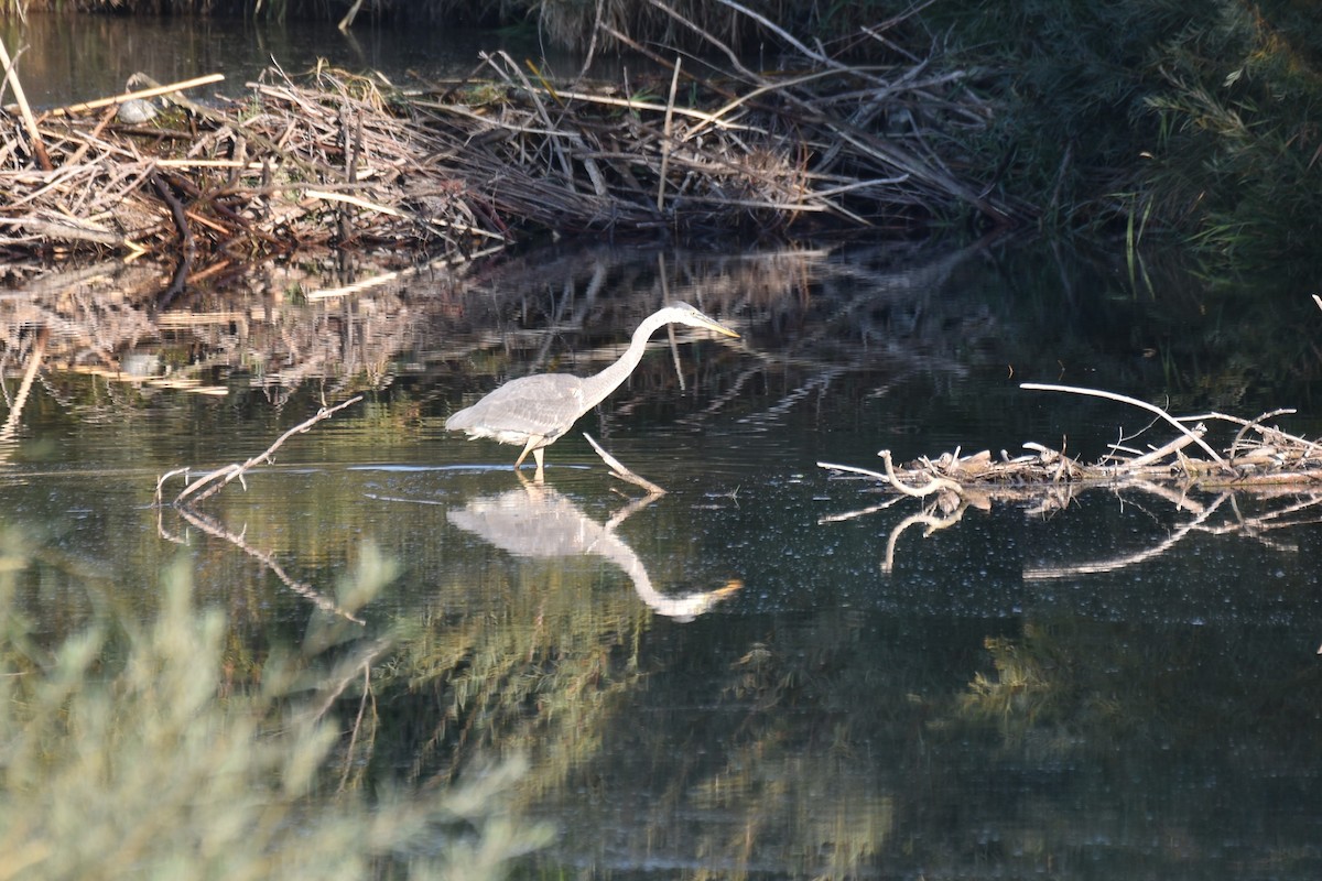 Great Blue Heron - ML378114091