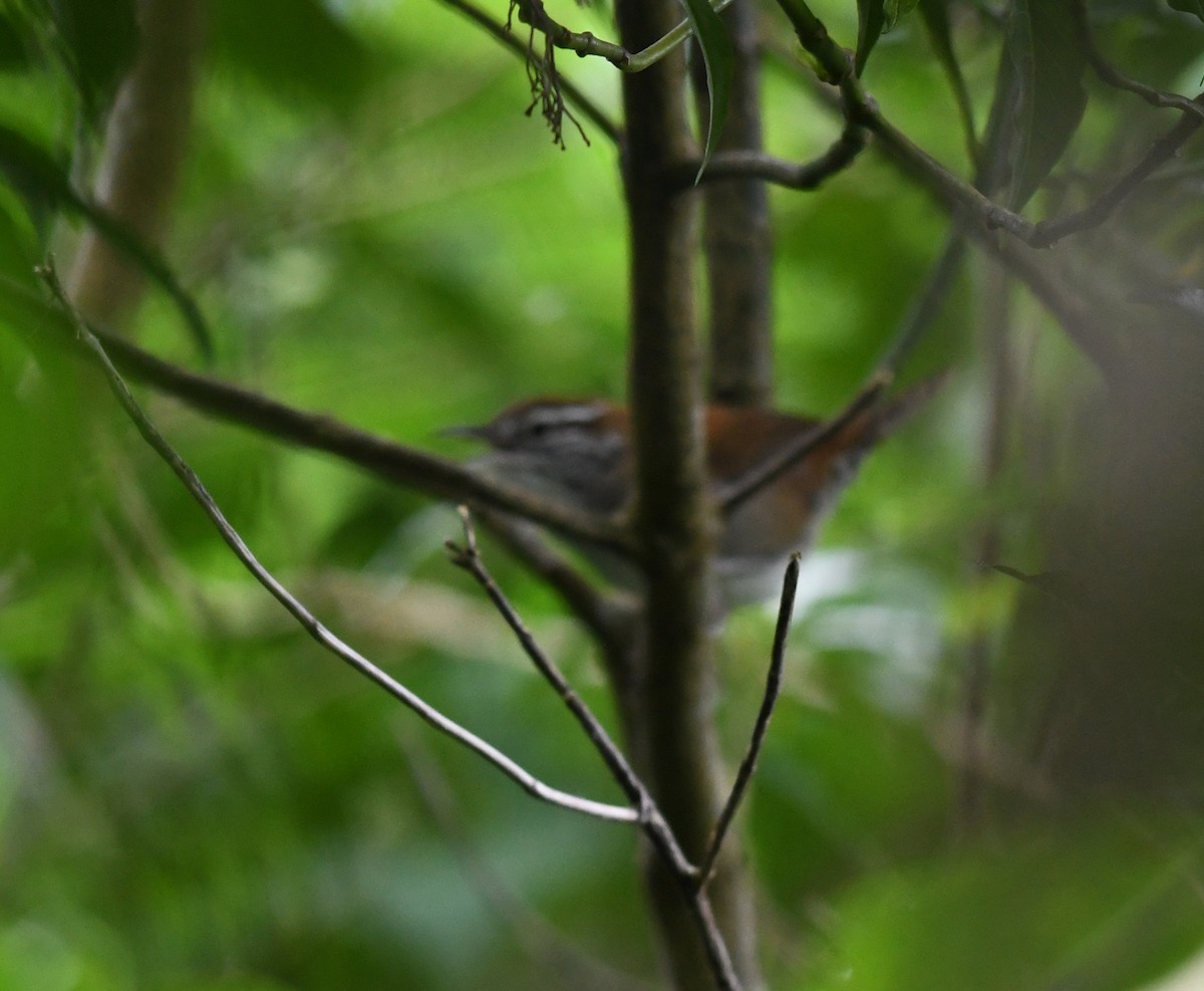 Rufous-and-white Wren - ML378114761