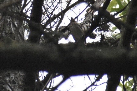 Hermit Thrush - Larry Langstaff
