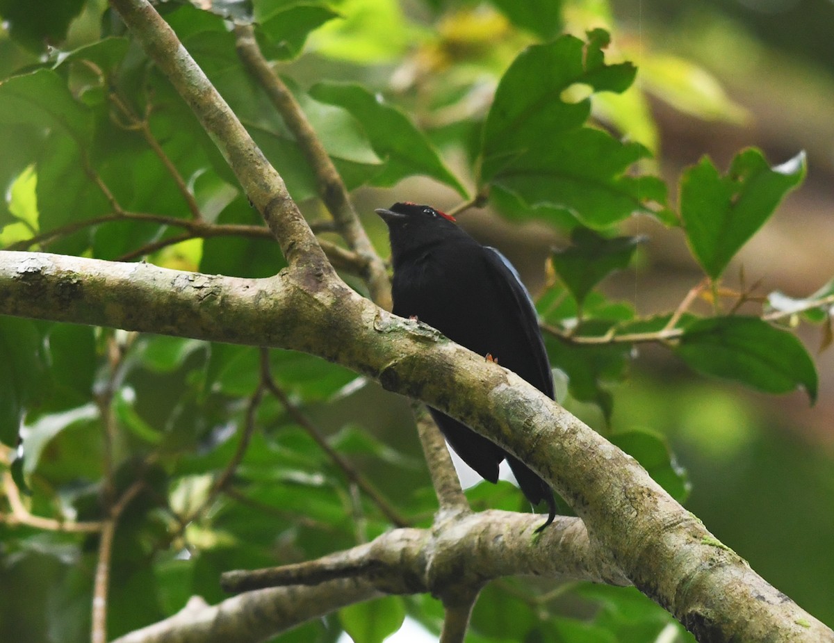 Lance-tailed Manakin - ML378114841