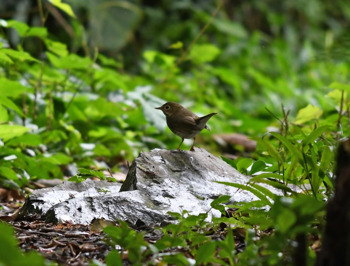 Ovenbird - ML378115321