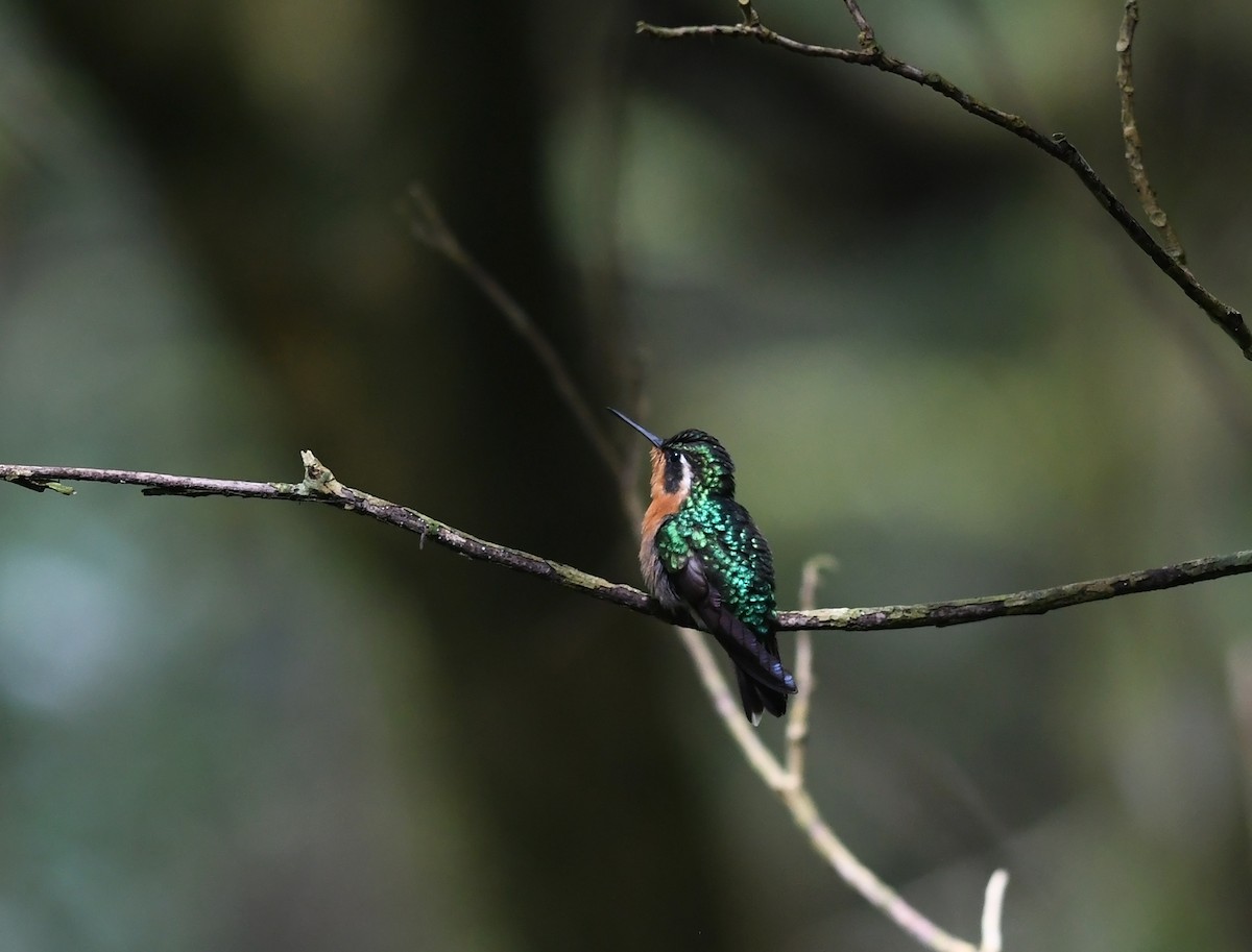 Purple-throated Mountain-gem - ML378115351