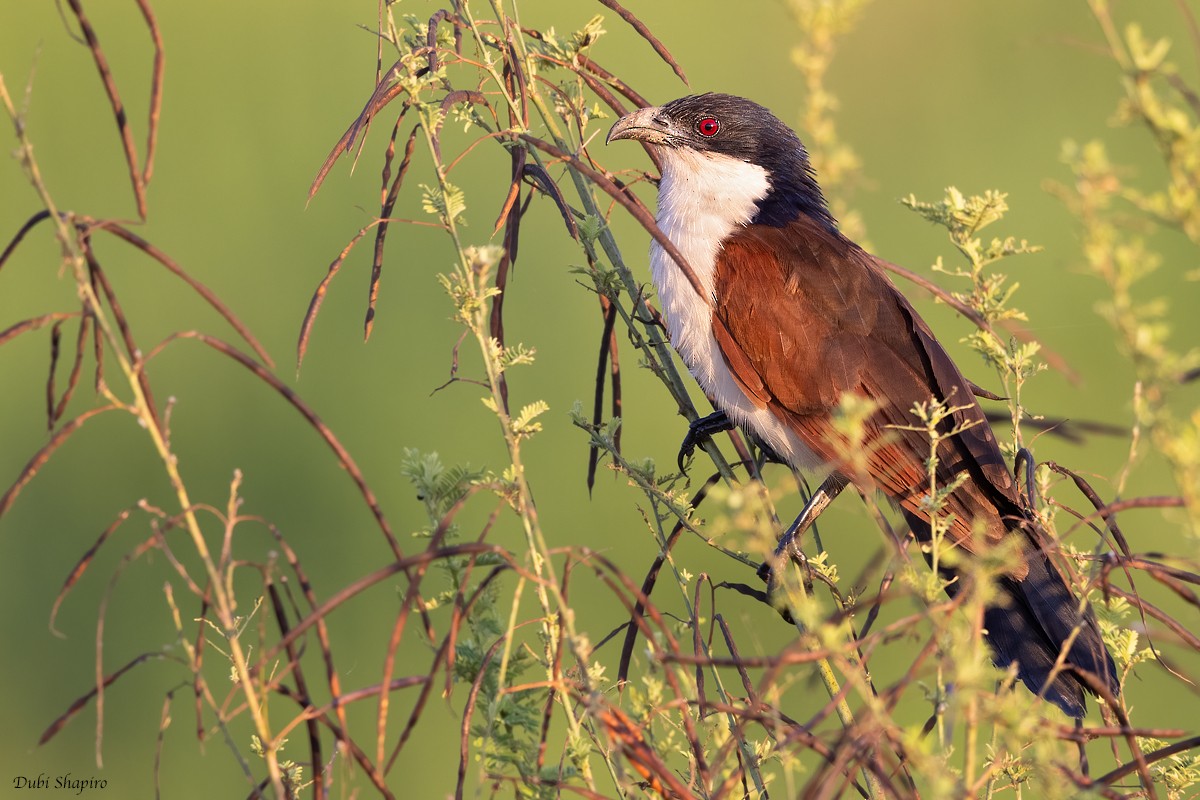 Coppery-tailed Coucal - ML378115701