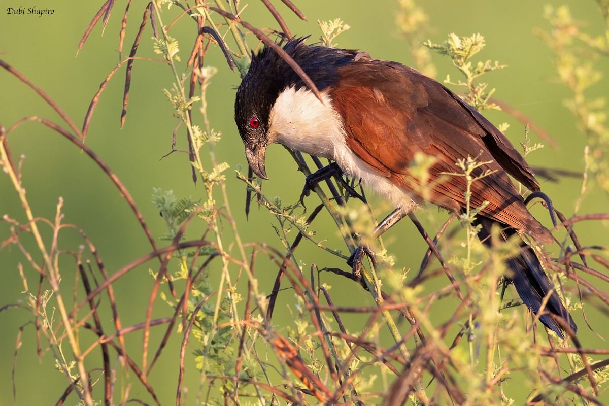 Coppery-tailed Coucal - ML378115731