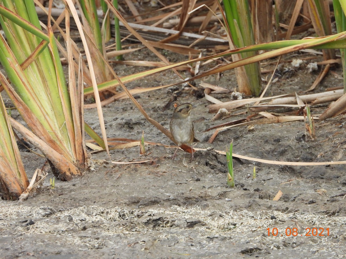Swamp Sparrow - ML378115841