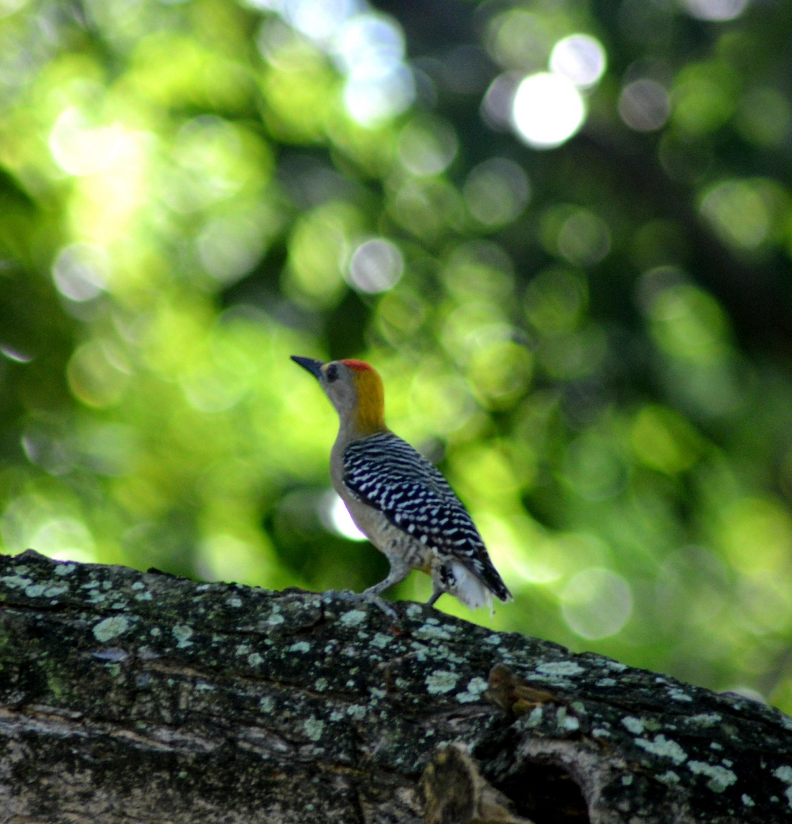 Hoffmann's Woodpecker - ML378115951