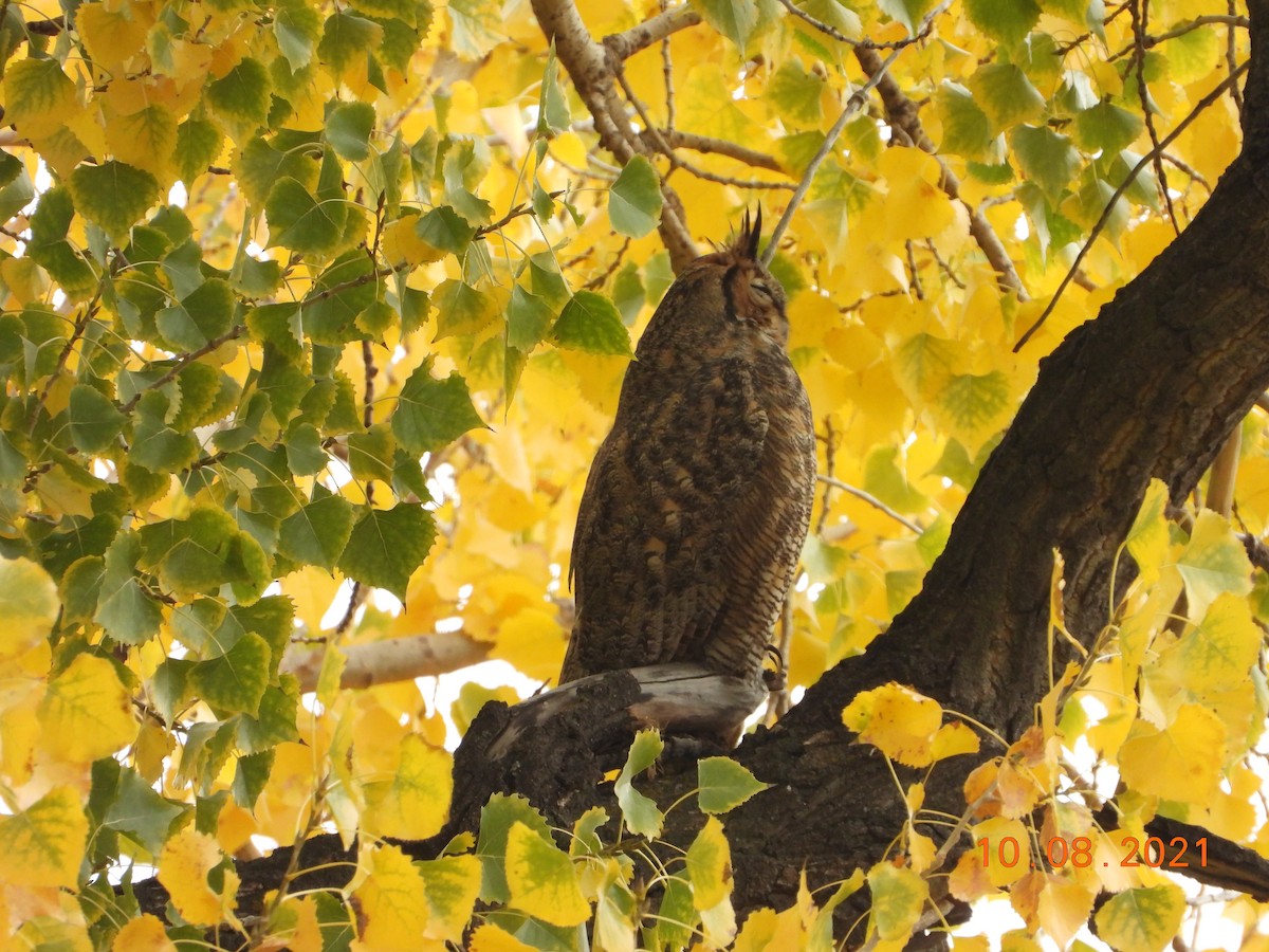 Great Horned Owl - ML378115991