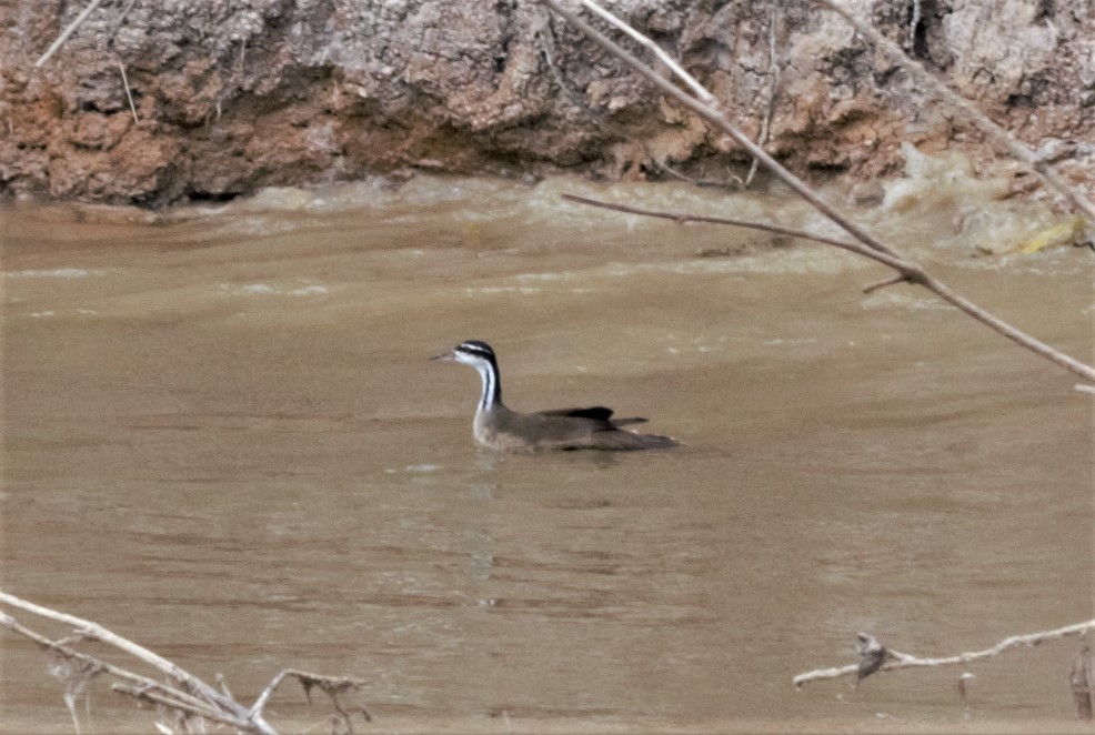 Sungrebe - ML378116631