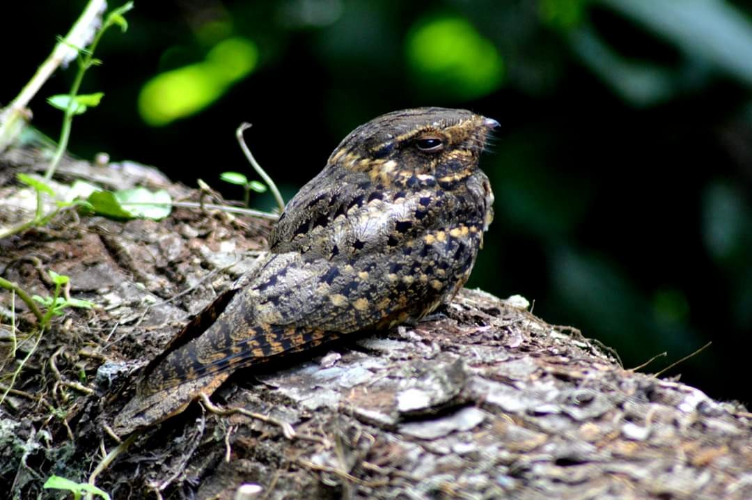 Buff-collared Nightjar - ML378118601