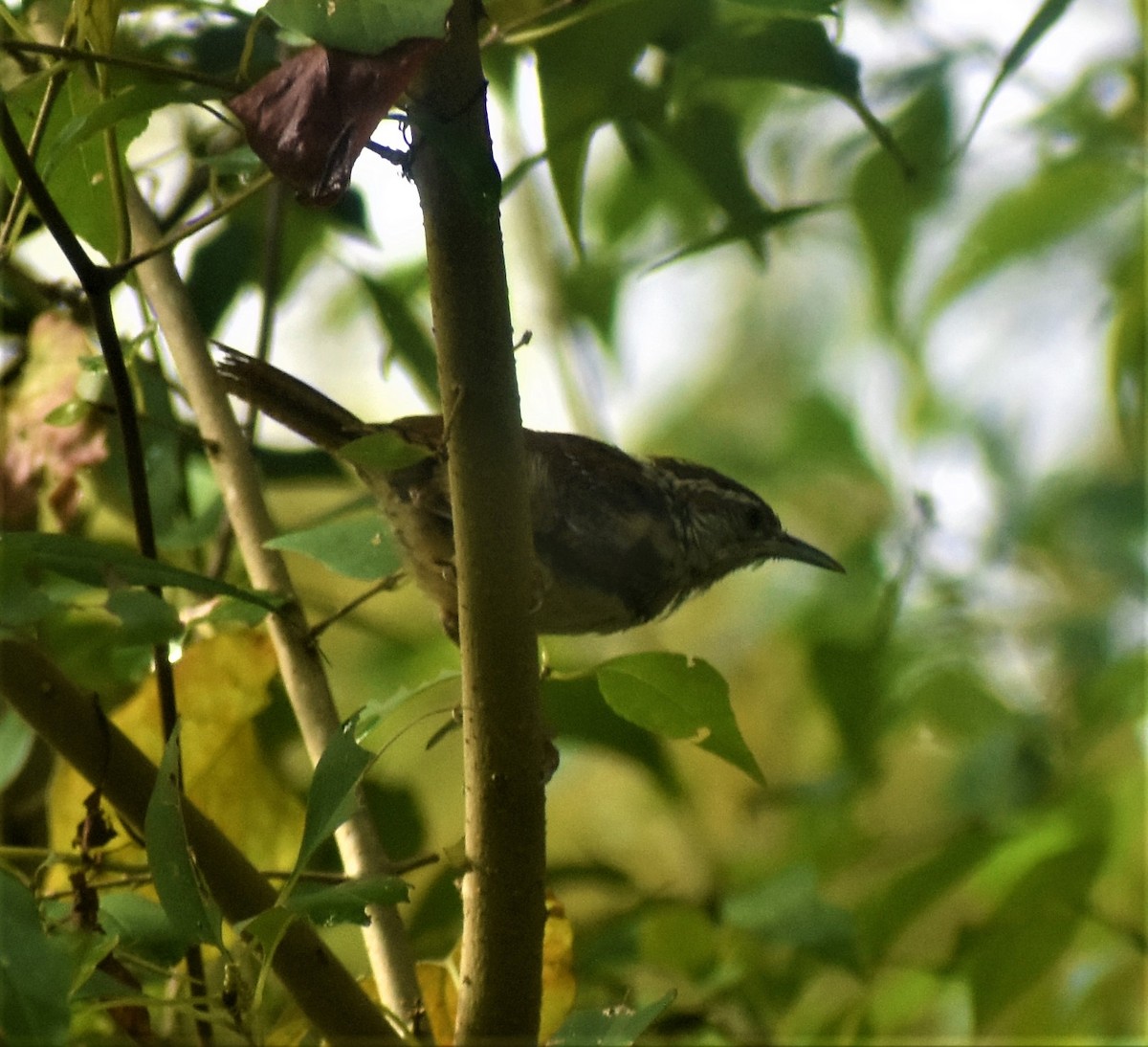 Carolina Wren - ML378120381