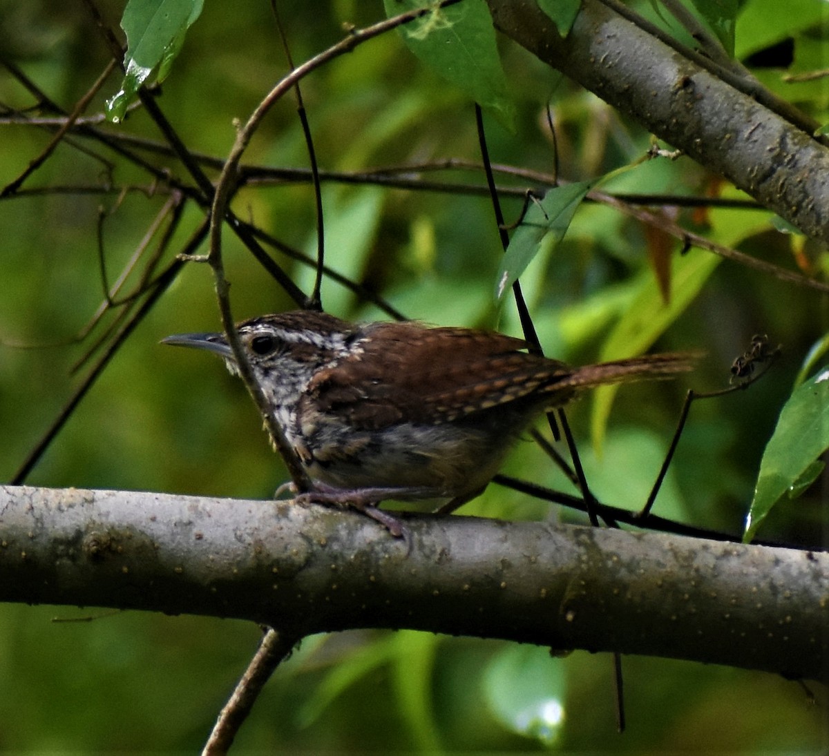 Carolina Wren - ML378120451