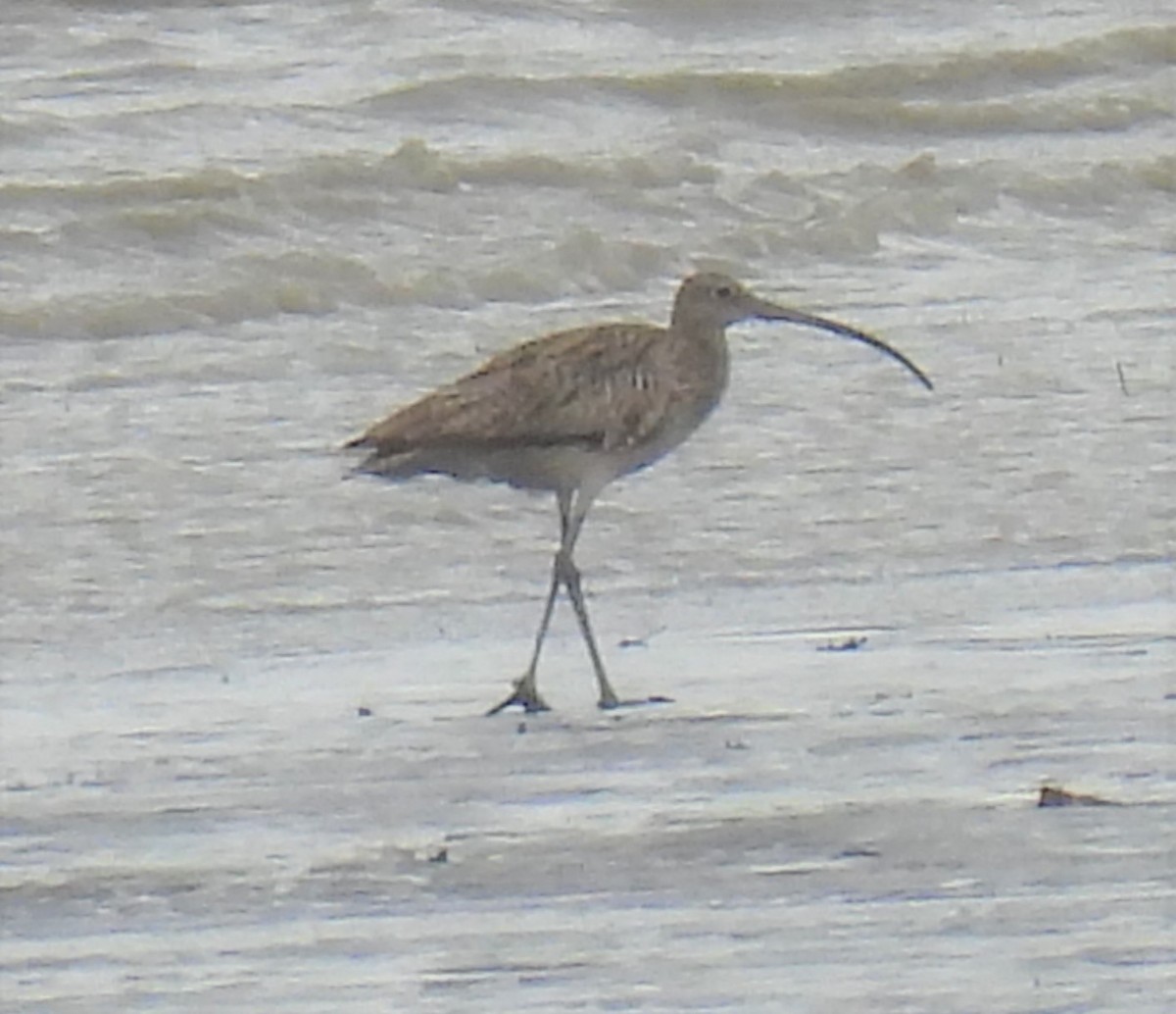 Eurasian Curlew - ML378120501