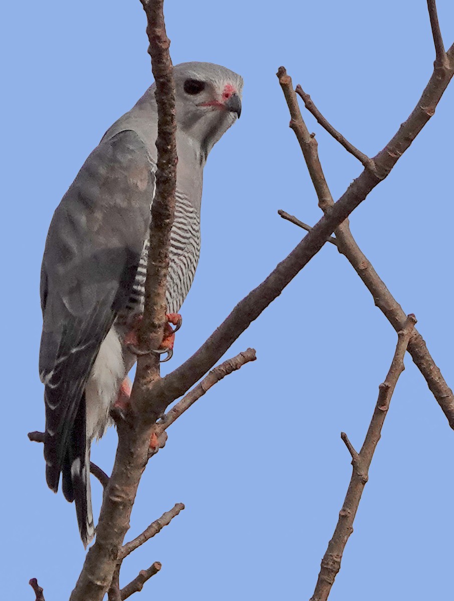 Lizard Buzzard - ML378120661