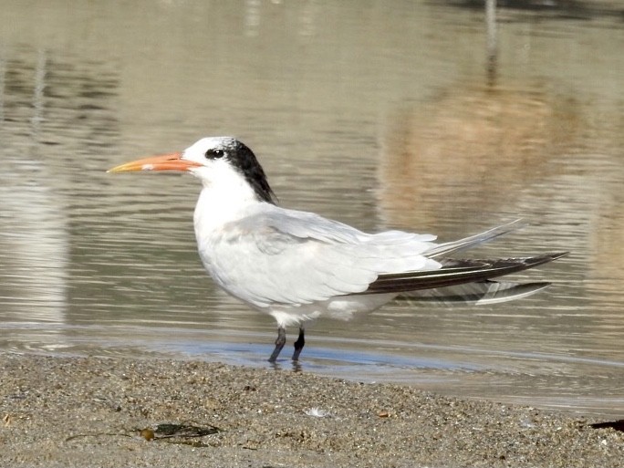 Elegant Tern - Tanya Burnett