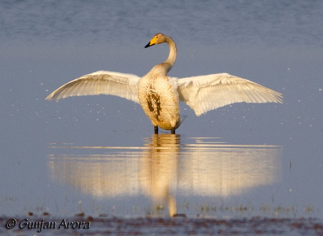 Whooper Swan - ML378122931