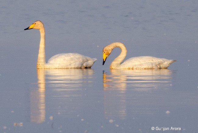 Whooper Swan - Gunjan Arora