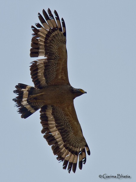 Crested Serpent-Eagle (Crested) - Garima Bhatia