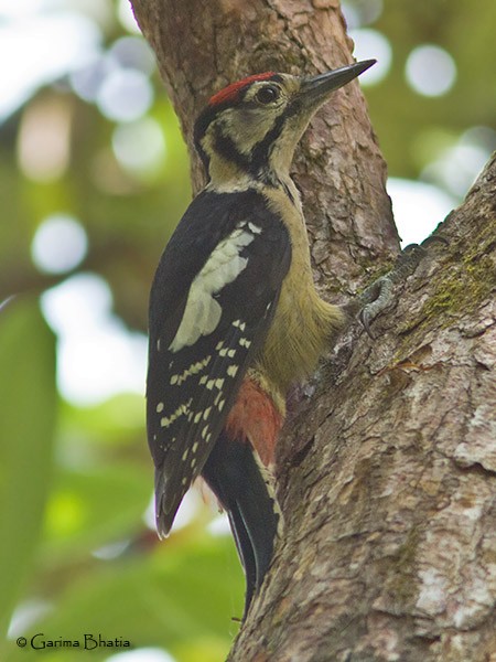 Himalayan Woodpecker - ML378123921