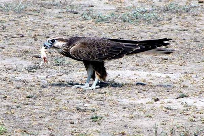 Laggar Falcon - ML378124001