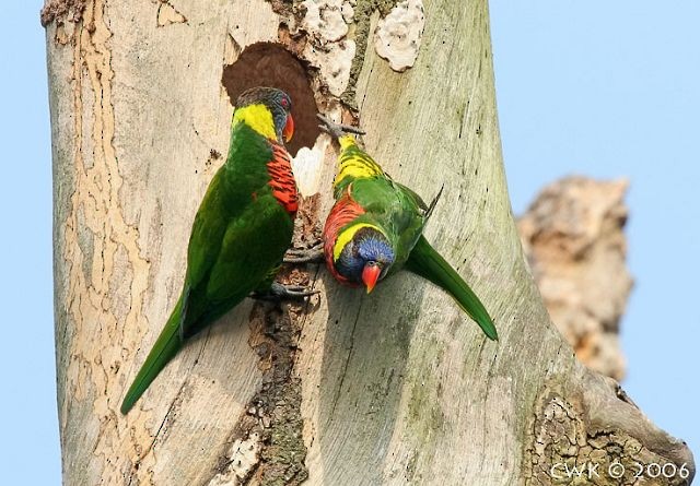 Coconut Lorikeet - Weng Kwong Cheah