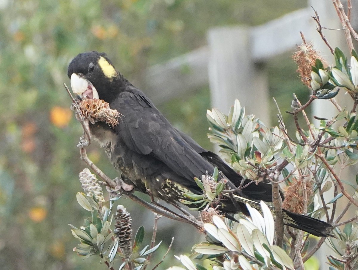 Yellow-tailed Black-Cockatoo - ML378125451