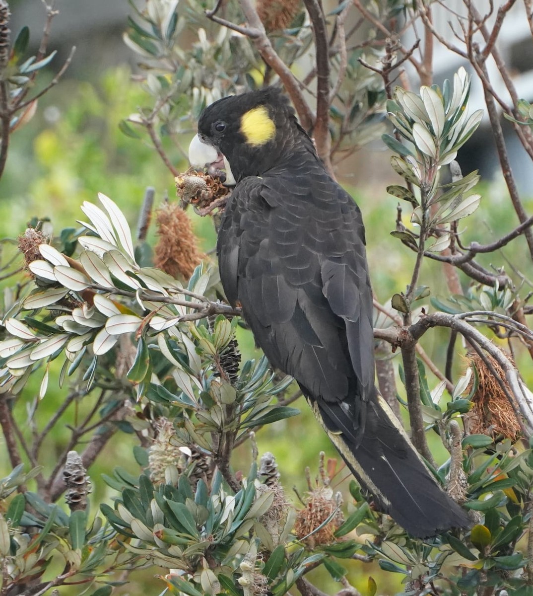 Yellow-tailed Black-Cockatoo - ML378125501