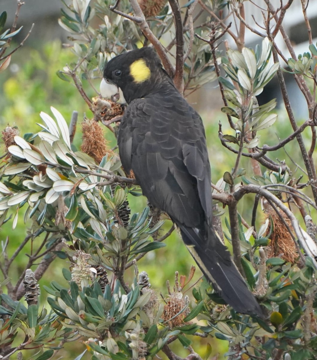 Yellow-tailed Black-Cockatoo - ML378125511