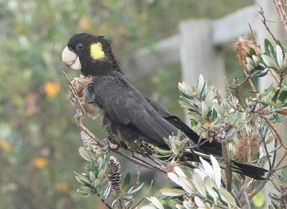 Yellow-tailed Black-Cockatoo - ML378125521