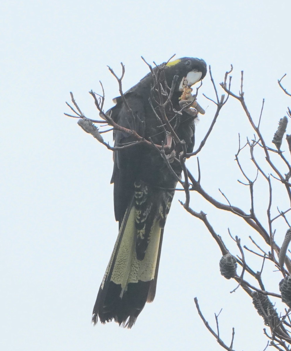 Yellow-tailed Black-Cockatoo - ML378125531