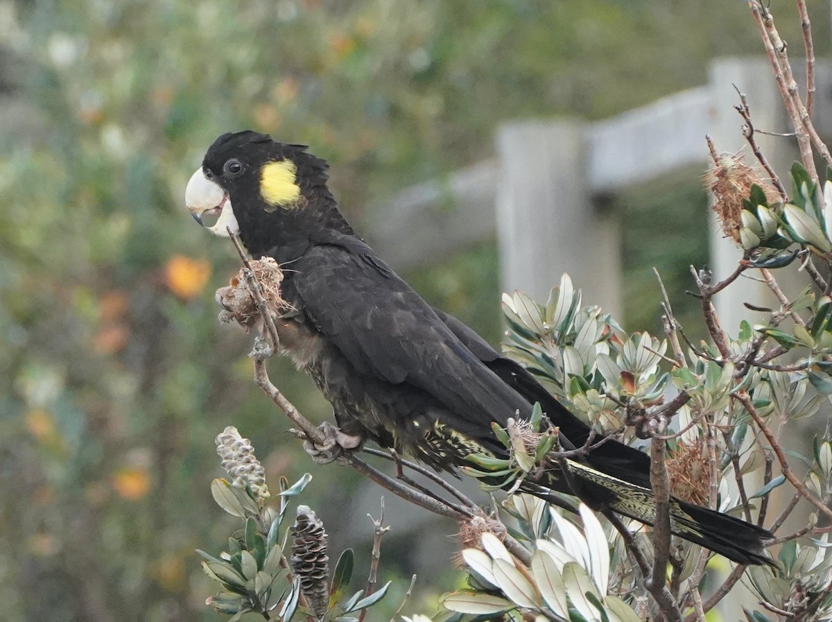 Yellow-tailed Black-Cockatoo - Ian Kerr