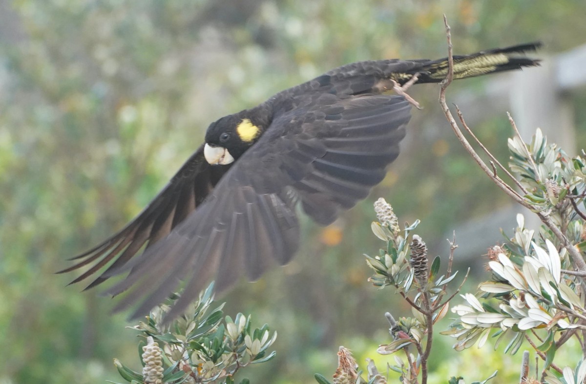 Yellow-tailed Black-Cockatoo - ML378125561