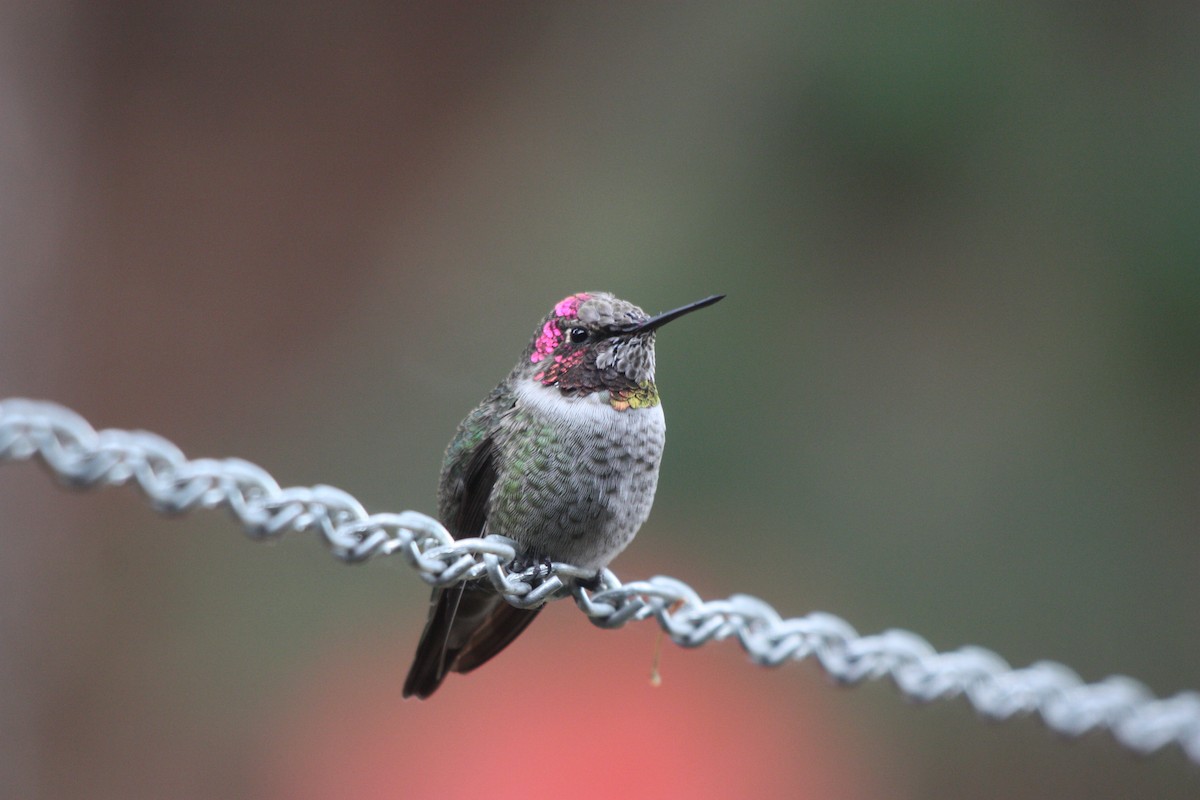 Anna's Hummingbird - ML378125921