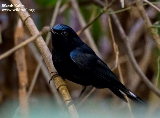 White-tailed Robin (White-tailed) - ML378125941