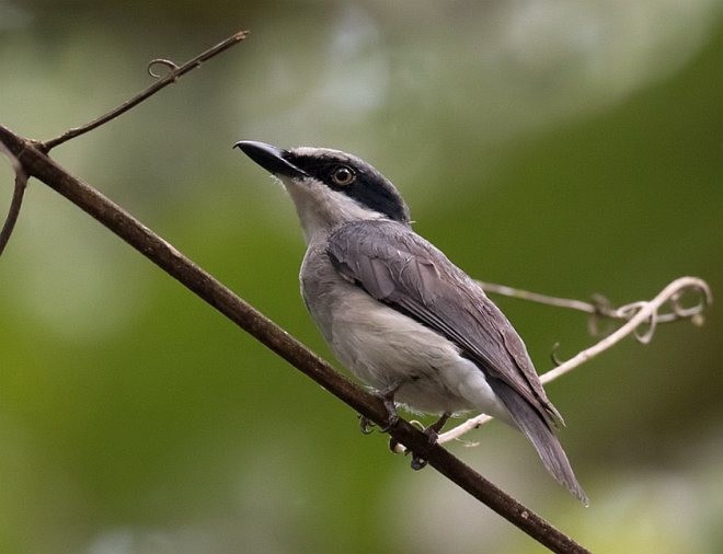 Large Woodshrike - ML378126511