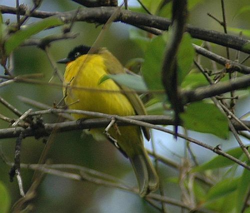 Flame-throated Bulbul - ML378126721