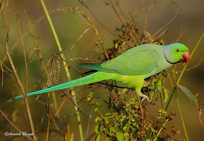 Rose-ringed Parakeet - AVINASH BHAGAT
