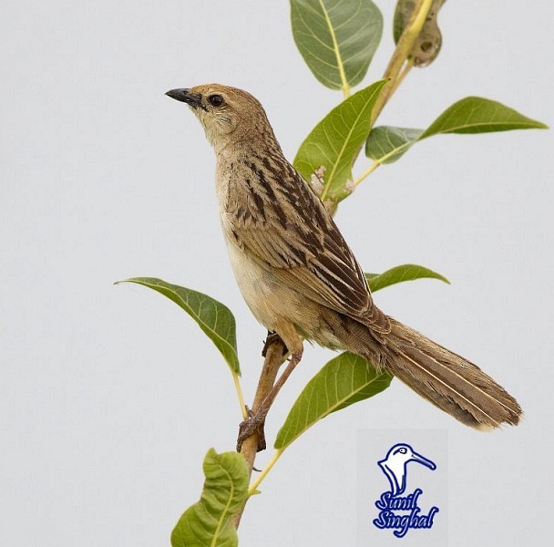 Bristled Grassbird - Sunil Singhal