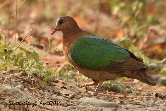 Asian Emerald Dove - ML378127741