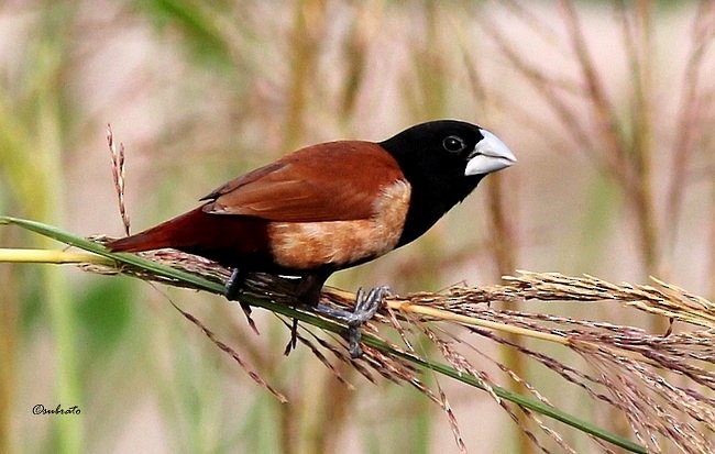 Tricolored x Chestnut Munia (hybrid) - ML378127901